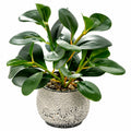 Planta Artificial de Hoja Ancha con Maceta de Cer¨¢mica, 30 cm
